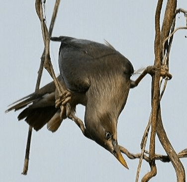 Chestnut-tailed Starling by Vijaykumar Thondaman - La Paz Group