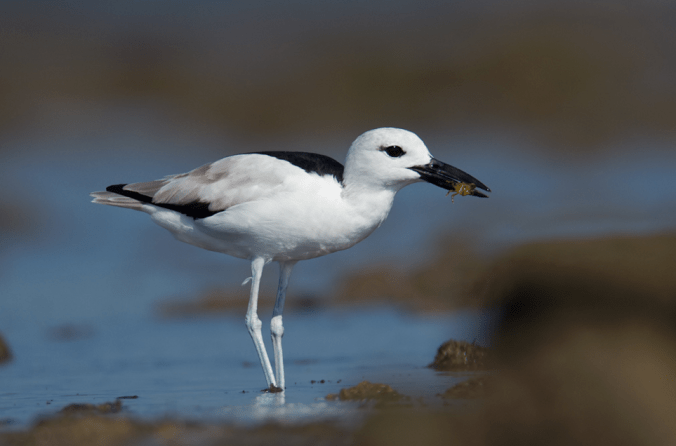 Crab Plover by Sudhir Shivaram - La Paz Group