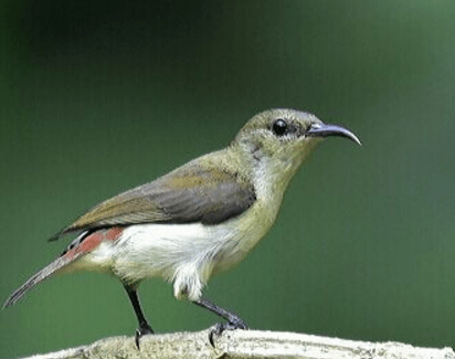 Crimson-backed Sunbird by Vijaykumar Thondaman - RAXA Collective