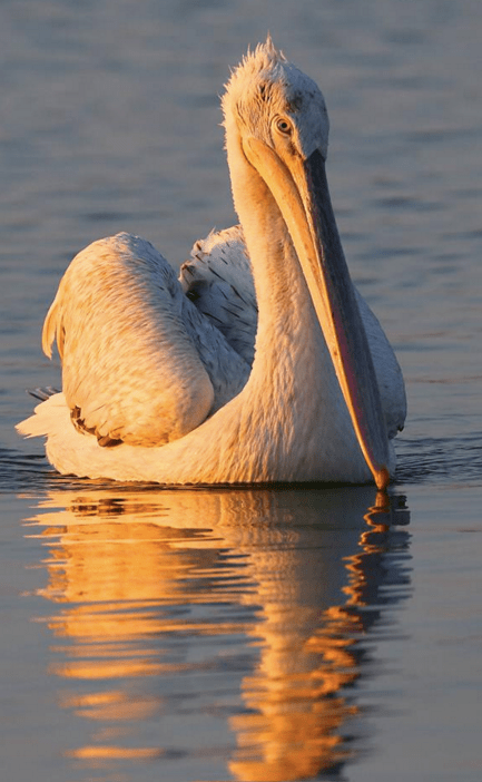Dalmatian Pelican by Gururaj Moorching - La Paz Group