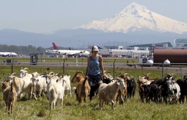Briana Murphy, a shepherdess herds goats at the Portland International Airport in Portland
