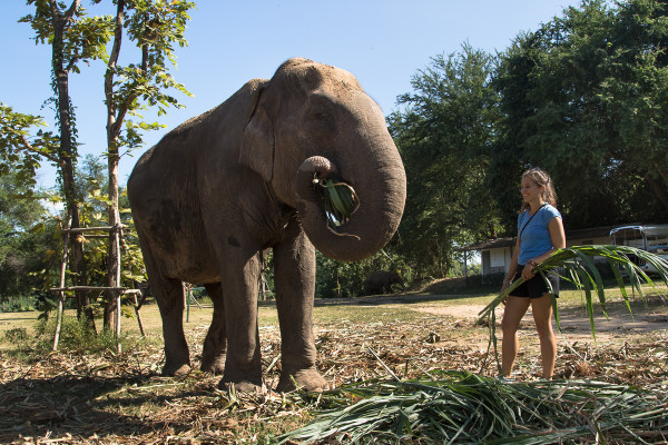 An elephant takes in a meal at Elephant’s World, Thailand. PHOTO: Jay Simpson