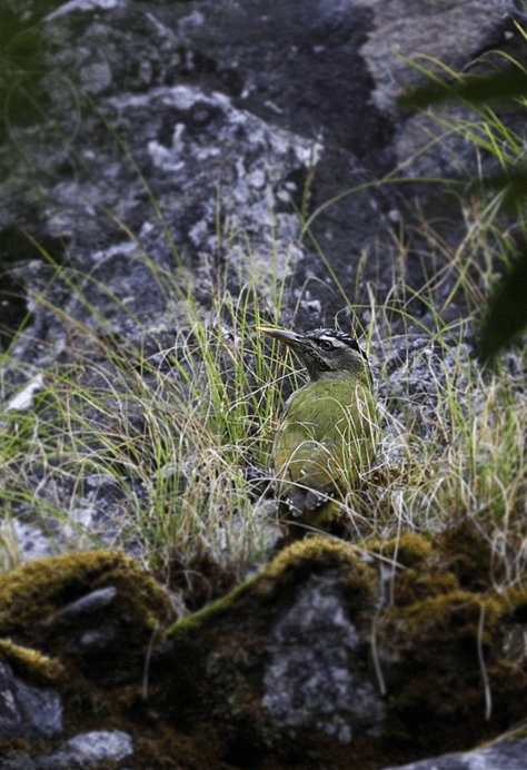 Grey-headed Woodpecker by Gururaj Moorching - La Paz Group
