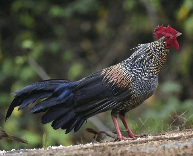 Grey Indian Junglefowl by Vijaykumar Thondaman - La Paz Group