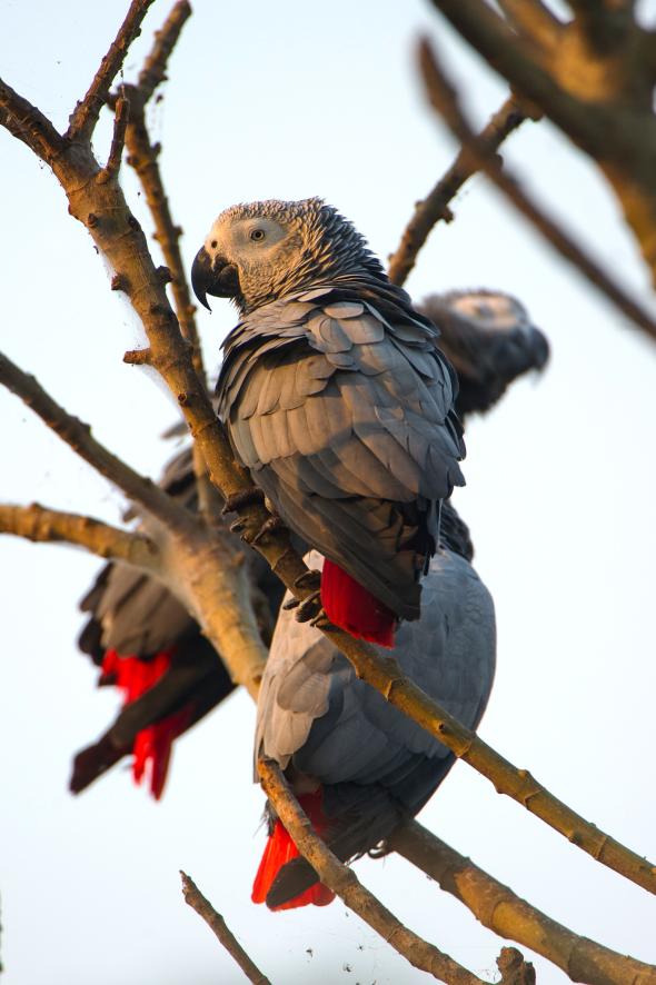 These African Grey parrots were rescued from smugglers and released on Ngamba Island in Lake Victoria. The African Grey parrot is the single most heavily traded wild bird. PHOTO: CHARLES BERGMAN 