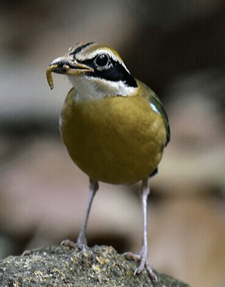 Indian Pitta by Vijaykumar Thondaman - RAXA Collective