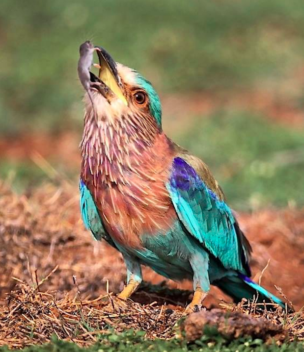 Indian Roller by Gururaj Moorching - La Paz Group
