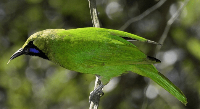 Leaf Bird by Vijaykumar Thondaman - La Paz Group