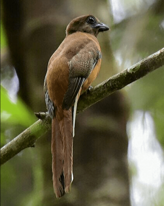 Malabar Trogan - female by Vijaykumar Thondaman - La Paz Group