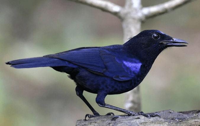 Malabar whistling thrush by Vijaykumar Thondaman - RAXA Collective