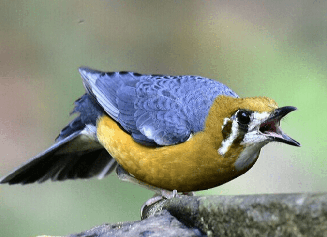 Orange-headed ground thrush by Vijaykumar Thondaman - La Paz Group