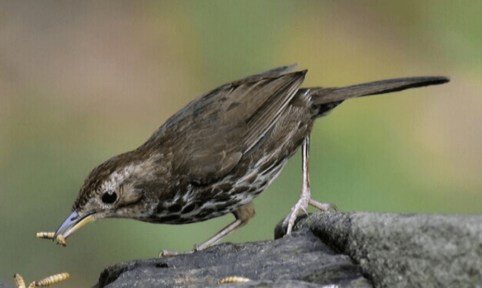 Puff-throated babbler by Vijaykumar Thondaman - La Paz Group