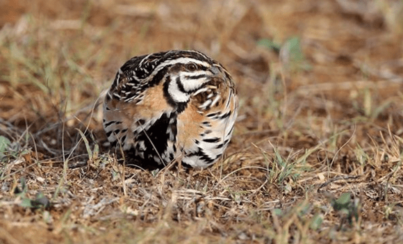 Rain Quail by Gururaj Moorching - La Paz Group