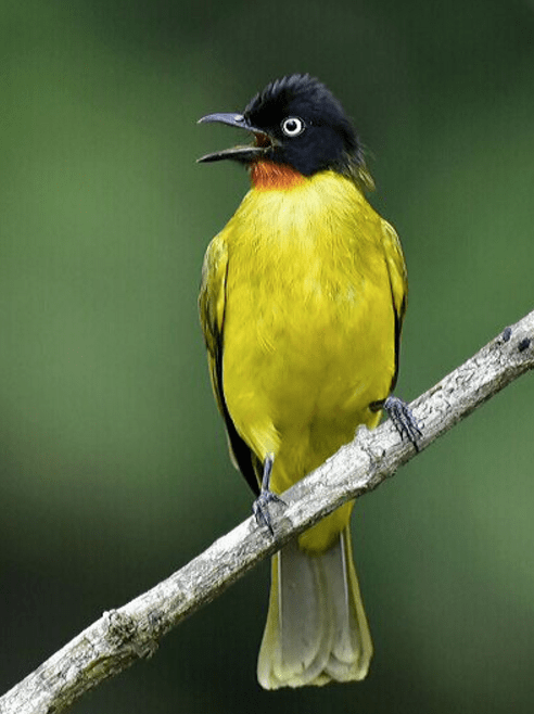 Ruby-throated bulbul by Vijaykumar Thondaman - RAXA Collective