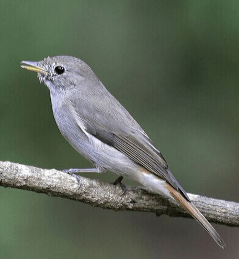Rusty-tailed Flycatcher by Vijaykumar Thondaman - RAXA Collective