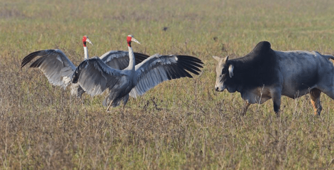 Sarus Cranes by Gururaj Moorching - La Paz Group