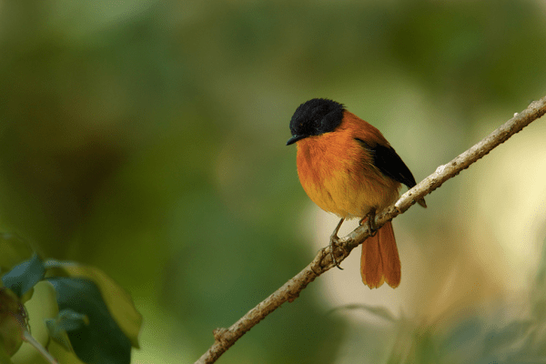 by Sudhir Shivaram - RAXA Collective