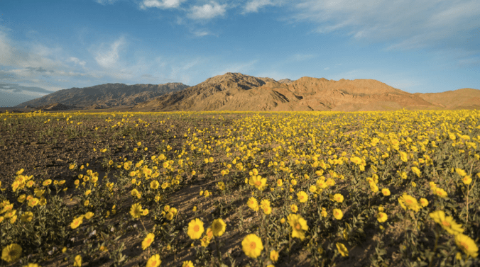 The primary threads in the floral carpet are yellow — the most common flower is called Desert Gold, which looks like a yellow daisy. Credit National Park Service
