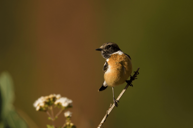 Siberian Stonechat by Sudhir Shivaram - La Paz Group