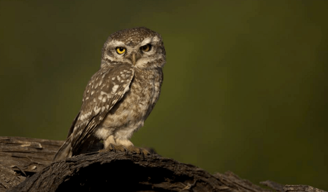 Spotted Owlet by Sudhir Shivaram - La Paz Group