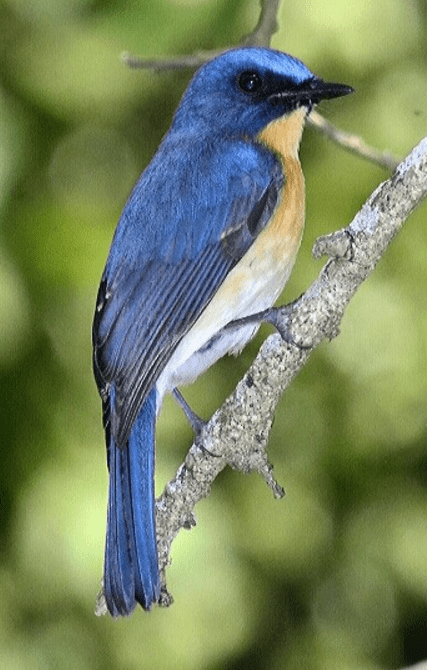 Tickell's Blue Flycatcher by Vijaykumar Thondaman - La Paz Group