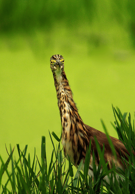 Tiger Heron by Sudhir Shivaram - La Paz Group