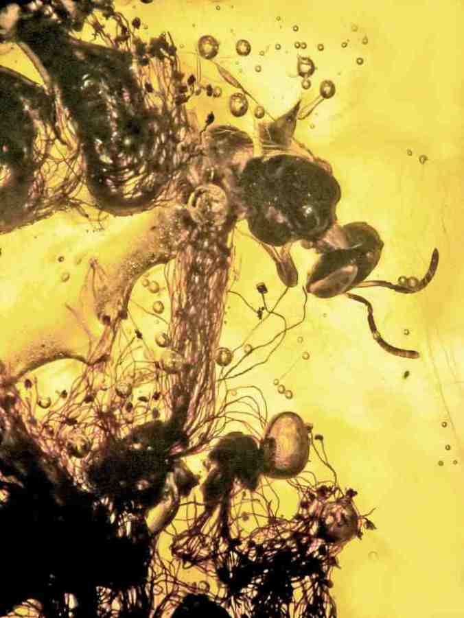 Twilley-Ancient-Flower-Amber7-690