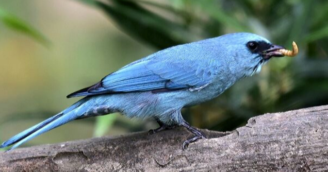 Verditer Flycatcher by Vijaykumar Thondaman - La Paz Group