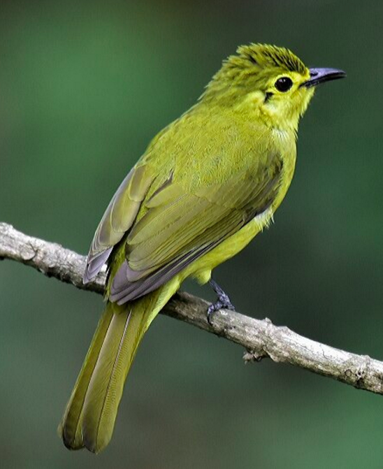 Yellow-browed Bulbul by Vijaykumar Thondaman - RAXA Collective