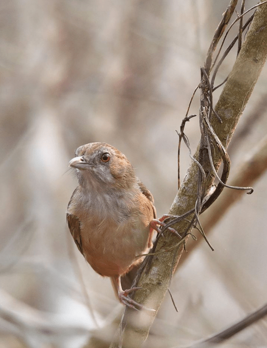 Abbott's Babbler by Gururaj Moorching - La Paz Group