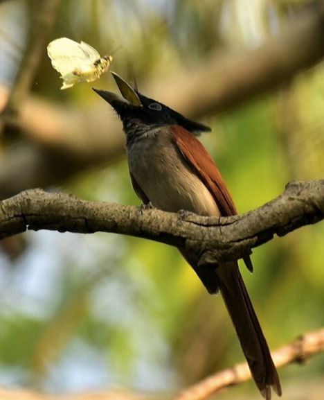Asian Paradise flycatcher by Vijaykumar Thondaman - La Paz Group