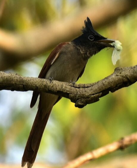 Asian Paradise flycatcher by Vijaykumar Thondaman - La Paz Group