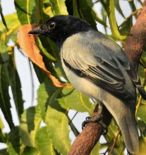 Black-headed Cuckooshrike by Vijaykumar Thondaman- La Paz Group