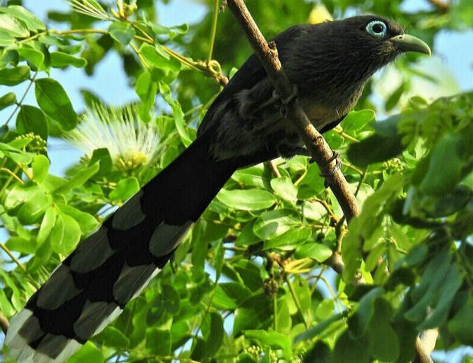Blue-faced Malkoha by VIjaykumar Thondaman - La Paz Group