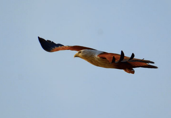Brahminy Kite by Puneet Dhar - La Paz Group