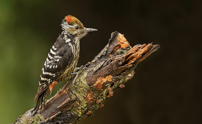 Brown-fronted Woodpecker by Dr. Eash Hoskote - La Paz Group