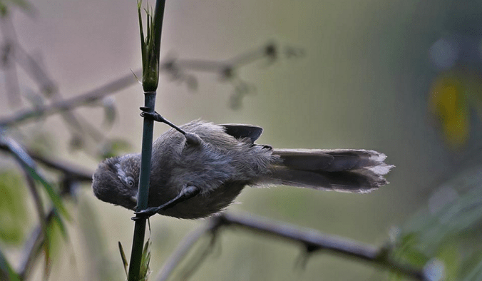 Brown Parrotbill by Gururaj Moorching - La Paz Group