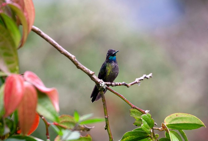 Fiery-throated Hummingbird by Juan Gamboa - La Paz Group