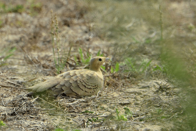 Chestnut-bellied Sandgrouse - female by Puneet Dhar - La Paz Group