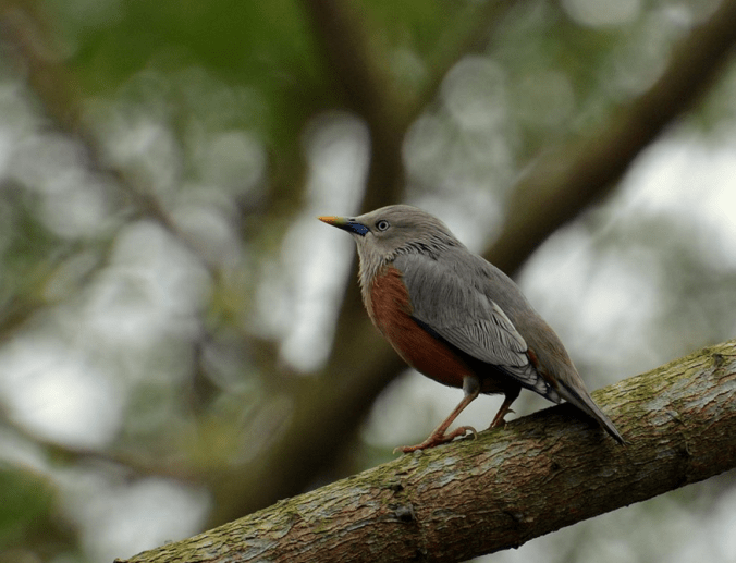 Chestnut-tailed Starling by Puneet Dhar - La Paz Group