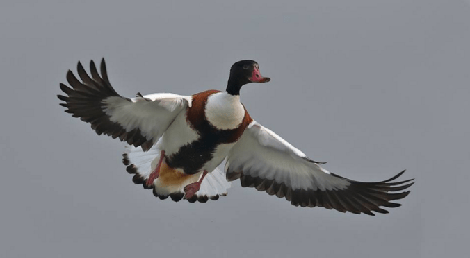 Common Shelduck by Gururaj Moorching - La Paz Group