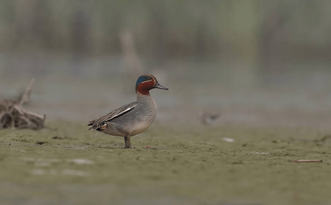 Common Teal by Gururaj Moorching - La Paz Group