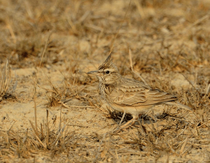 Crested Lark by Puneet Dhar - La Paz Group
