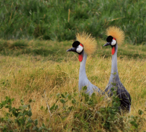 Crowned Cranes by Pudeet Dhar - RAXA Collective