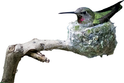 EMBond_Hummingbird_Silo