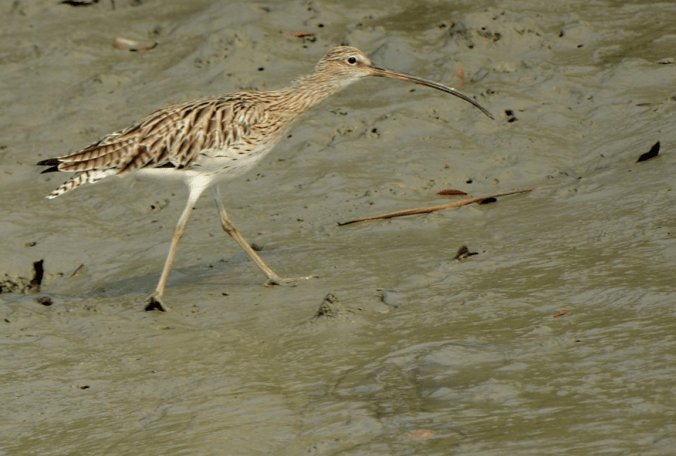 Eurasian Curlew by Puneet Dhar - La Paz Group