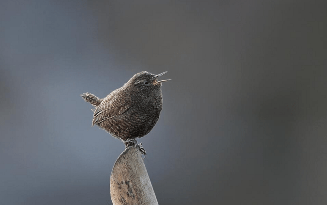 Eurasian Wren by Gururaj Moorching - La Paz Group