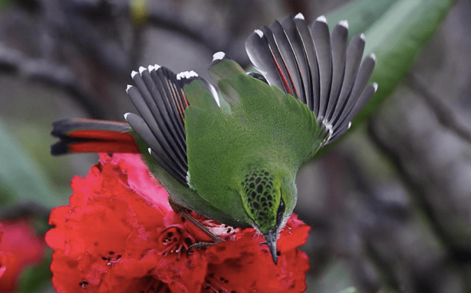 Fire-tailed Myzornis by Gururaj Moorching - La Paz Group