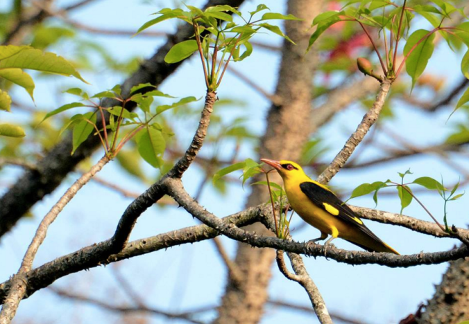 Golden Oriole by Puneet Dhar - La Paz Group
