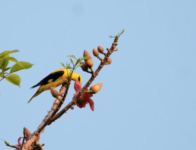 Golden Oriole by Puneet Dhar - La Paz Group